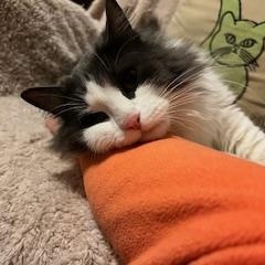 Enlarge Echo, a ADOPTABLE Domestic Medium Hair in Melrose, MA image 5/6