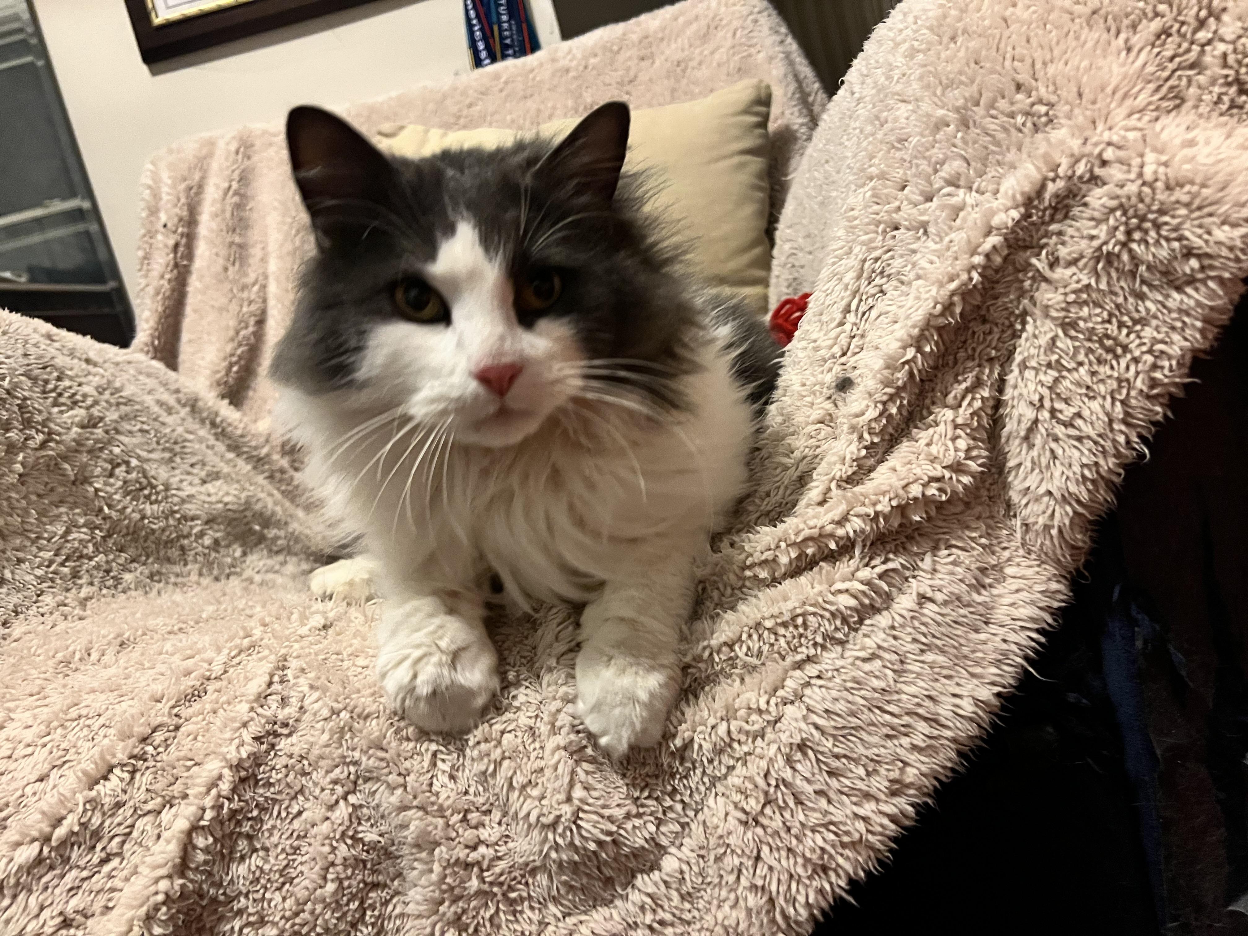 Enlarge Echo, a ADOPTABLE Domestic Medium Hair in Melrose, MA image 1/6