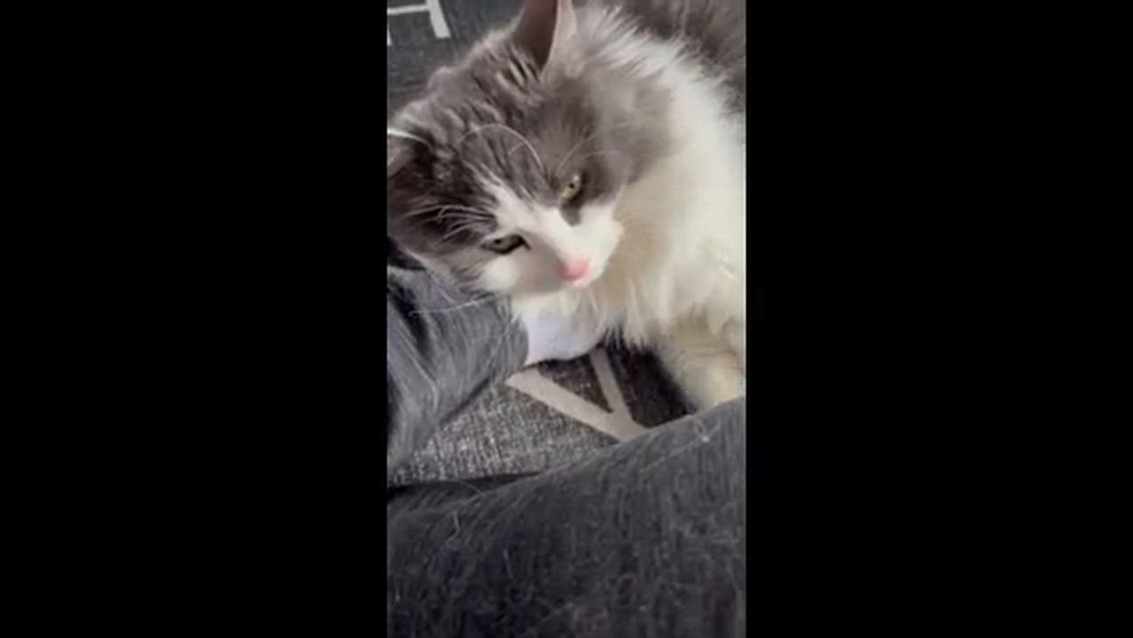 Enlarge Echo, a ADOPTABLE Domestic Medium Hair in Melrose, MA video 6/6