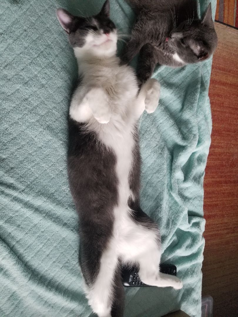 Enlarge Puma, a Adoptable Domestic Short Hair in Bel Air, MD image 3/3