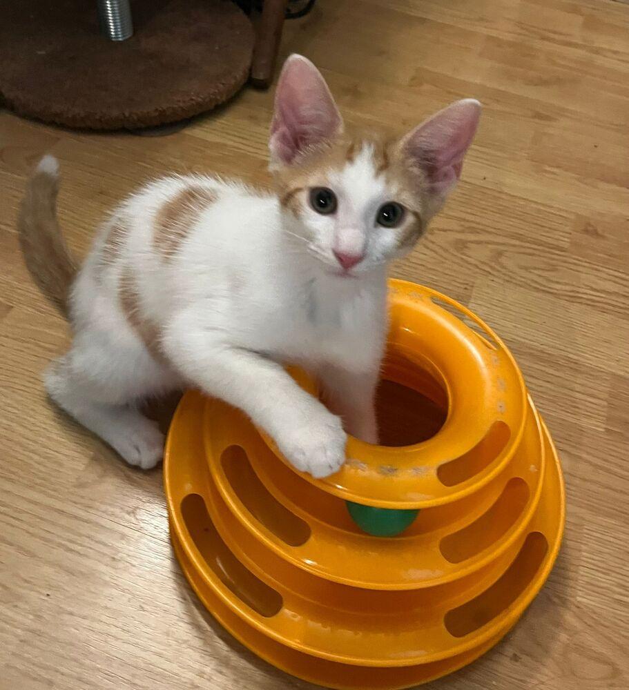 Peanut, Adoptable, Young Male Domestic Short Hair.