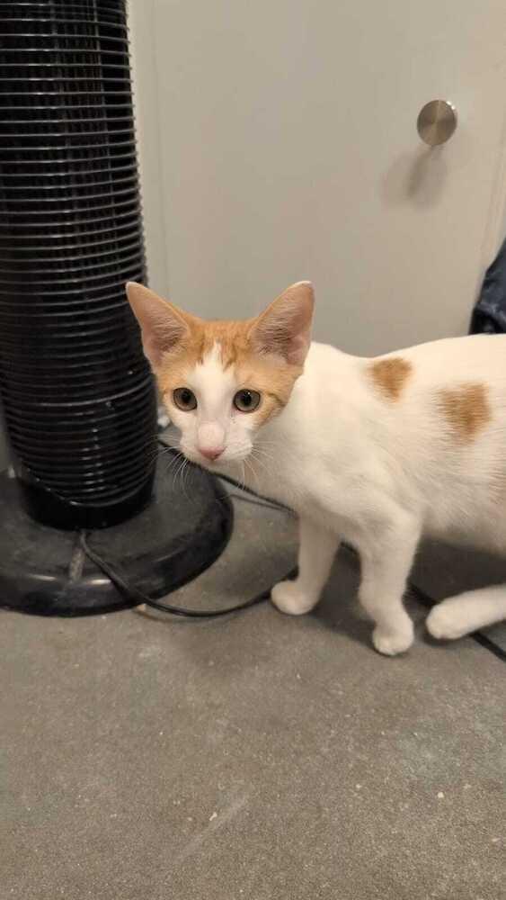 Peanut, a Adoptable Domestic Short Hair in Orlando, FL image 2/2