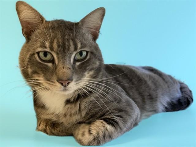 Enlarge XAVIER, a Adoptable Domestic Short Hair in Sarasota, FL image 1/1