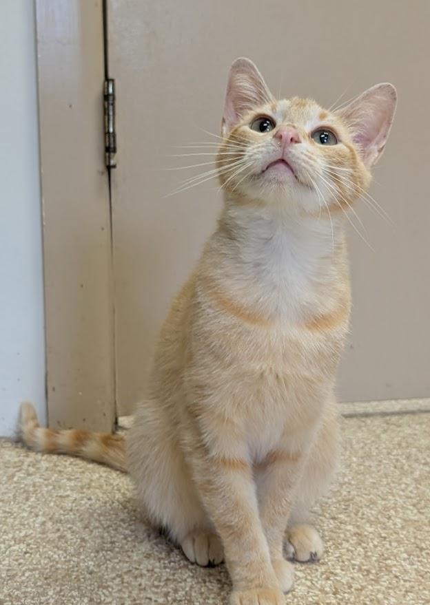 Enlarge Saphire, a ADOPTABLE mixed breed in Waupun, WI image 1/4