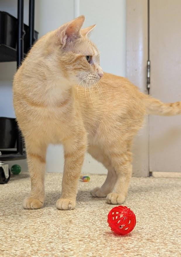 Enlarge Saphire, a ADOPTABLE mixed breed in Waupun, WI image 2/4