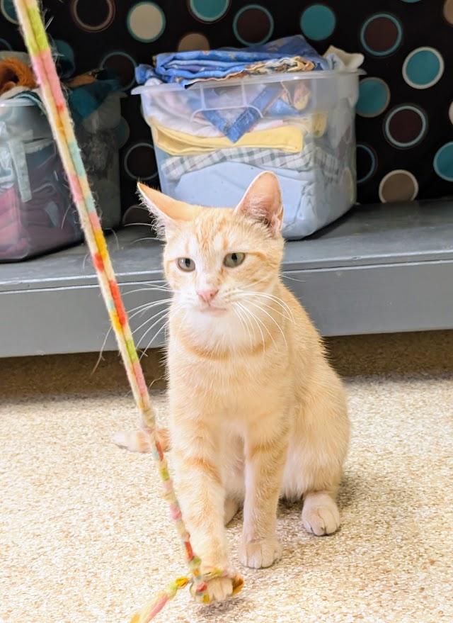 Enlarge Saphire, a ADOPTABLE mixed breed in Waupun, WI image 4/4