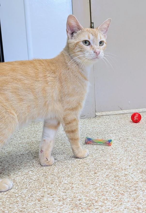Enlarge Saphire, a ADOPTABLE mixed breed in Waupun, WI image 3/4