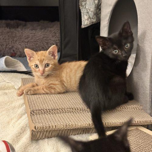 Morty, a Adoptable Domestic Short Hair in Plantation, FL image 1/5