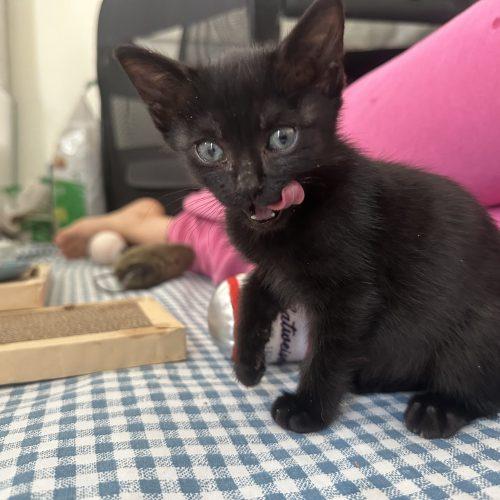 Morty, a Adoptable Domestic Short Hair in Plantation, FL image 2/5