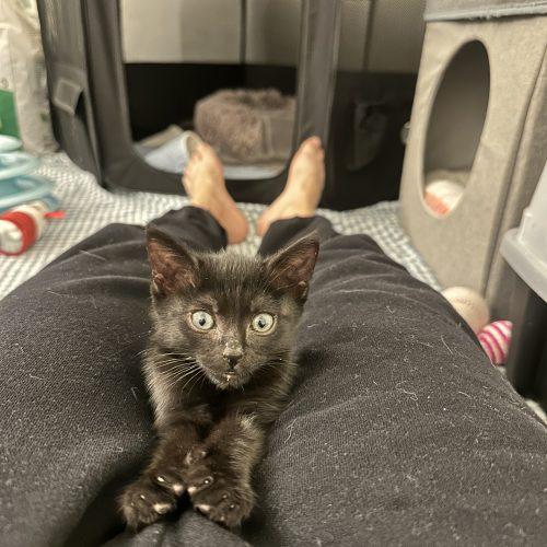 Morty, a Adoptable Domestic Short Hair in Plantation, FL image 3/5
