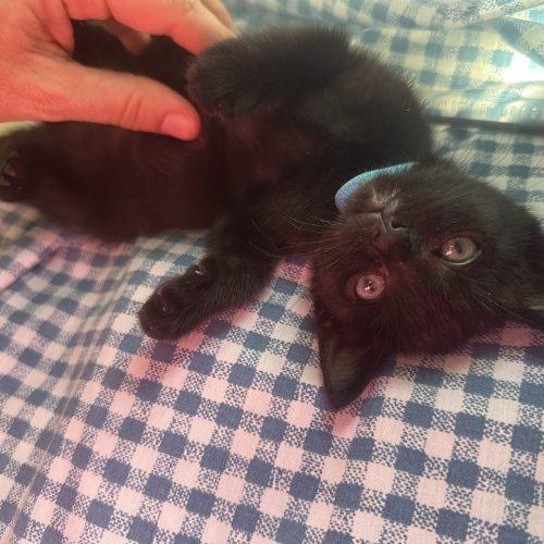 Morty, a Adoptable Domestic Short Hair in Plantation, FL image 4/5