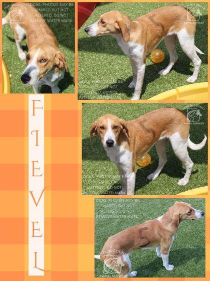 Fievel, Adoptable, Adult Male Hound & Mixed Breed.