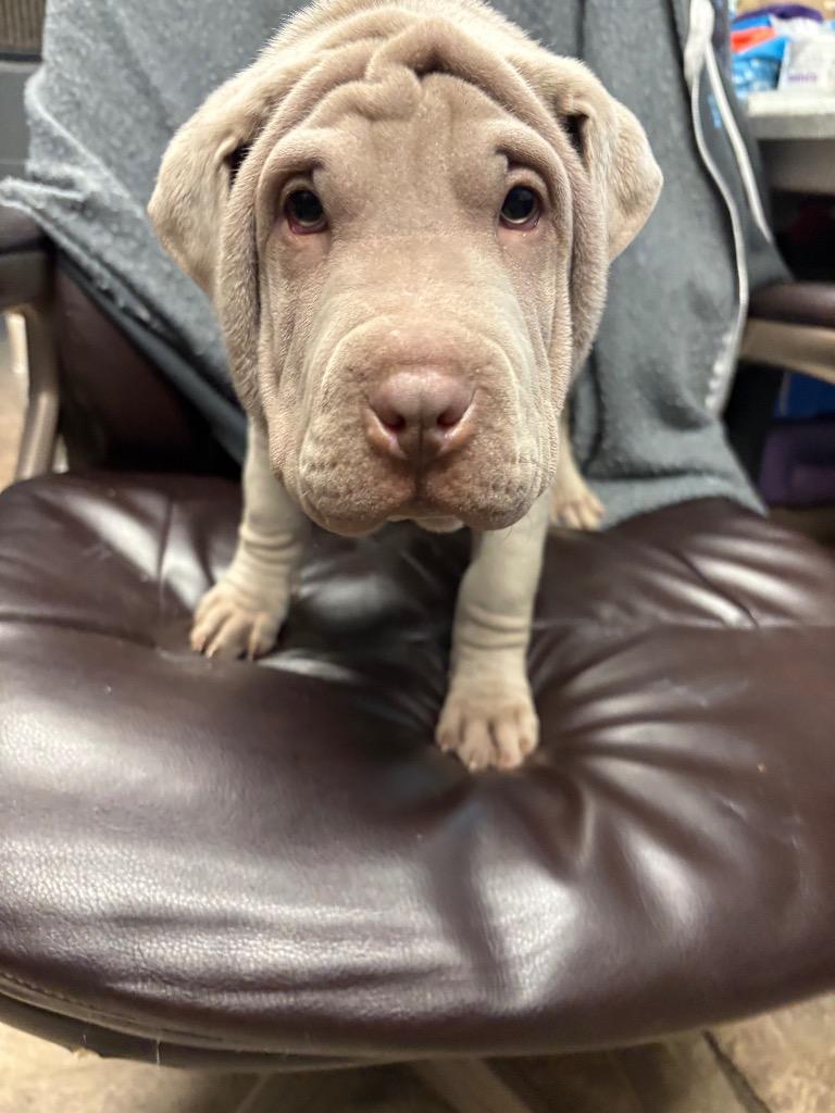 Hopper, Adoptable, Puppy Male Shar-Pei & Labrador Retriever.