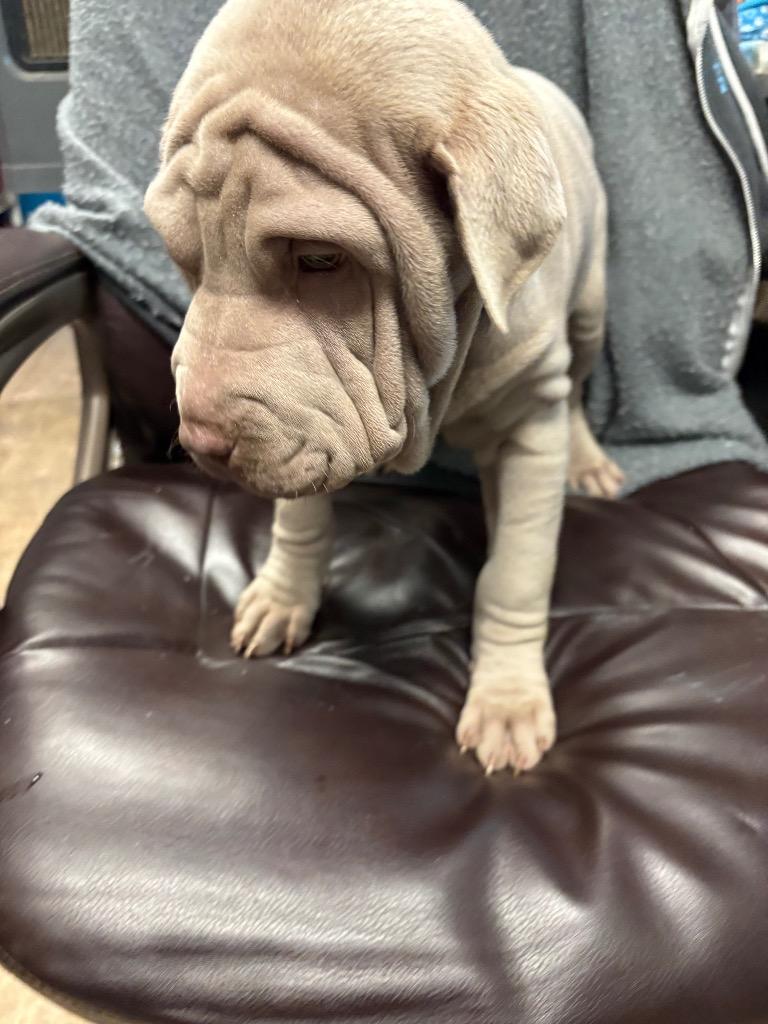 Enlarge Hopper, a Adoptable mixed breed in Reno, NV image 2/3