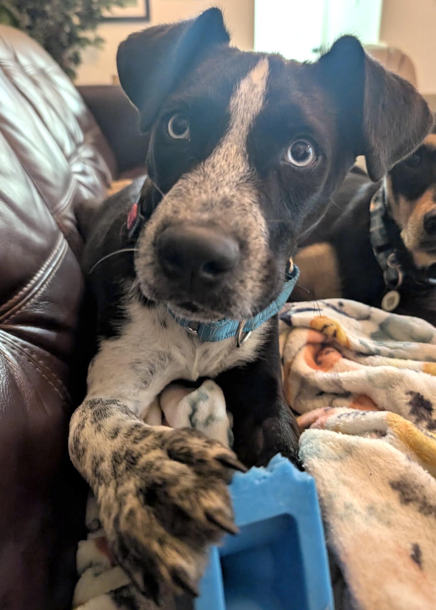 Enlarge Cobalt, a Adopted mixed breed in Marble Falls, TX image 5/6