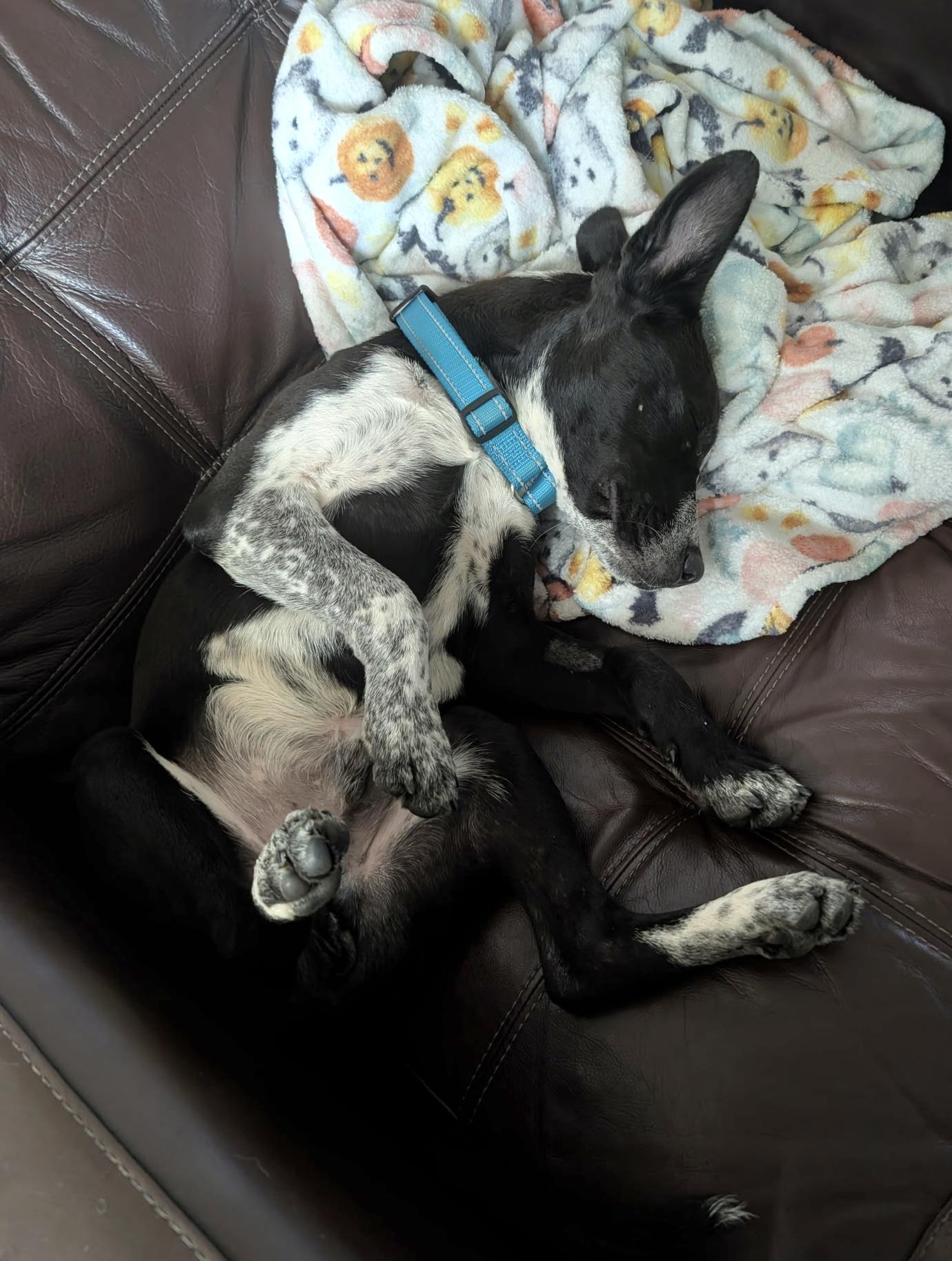 Enlarge Cobalt, a Adopted mixed breed in Marble Falls, TX image 3/6
