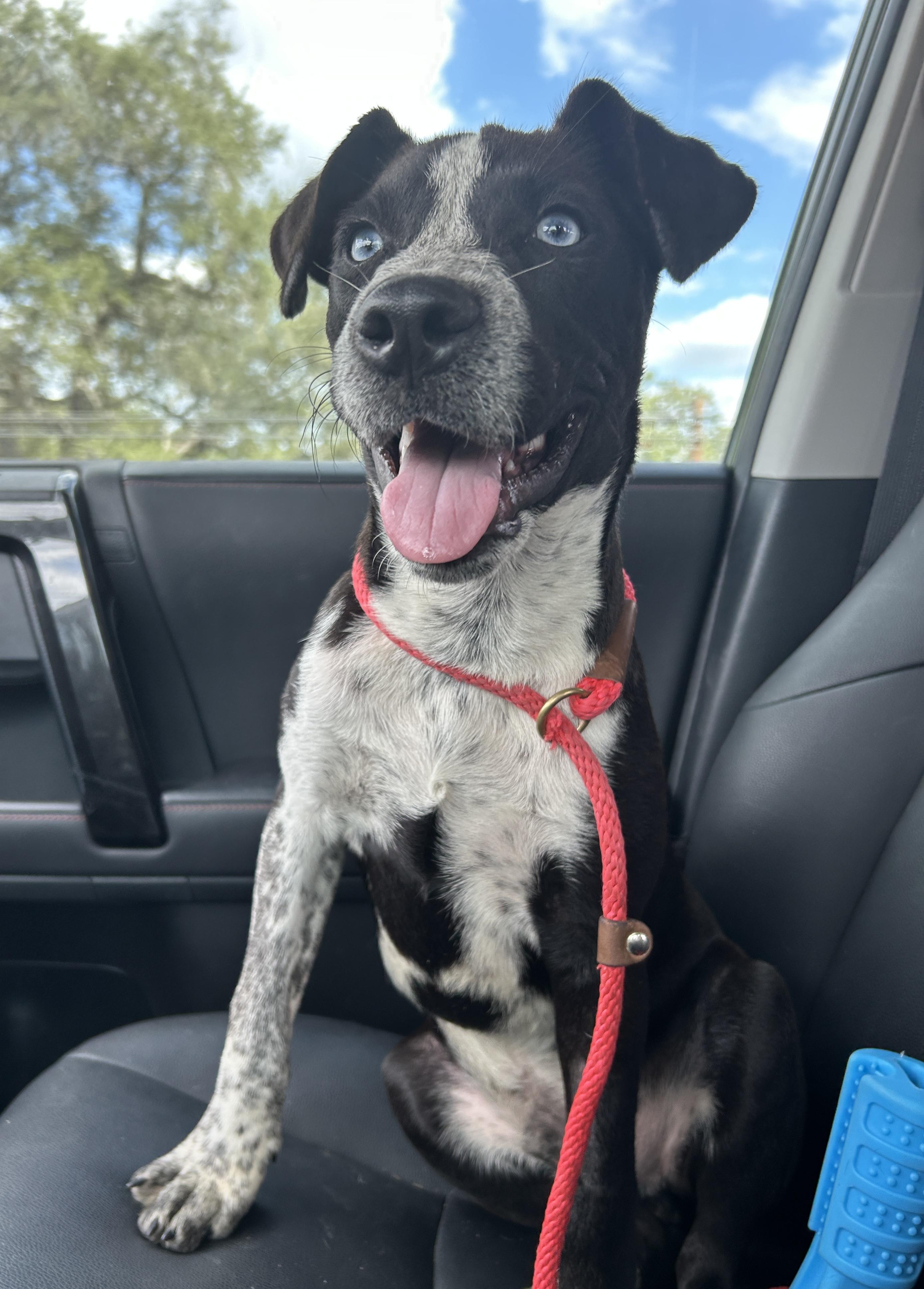 Enlarge Cobalt, a Adopted mixed breed in Marble Falls, TX image 1/6
