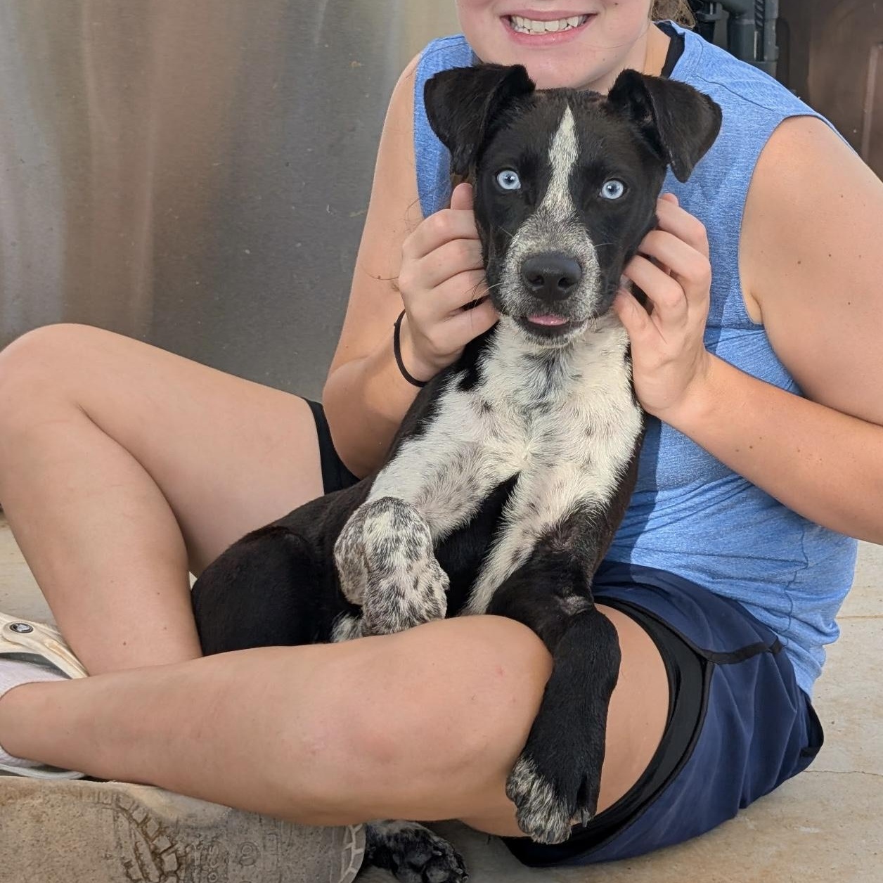 Enlarge Cobalt, a Adopted mixed breed in Marble Falls, TX image 2/6
