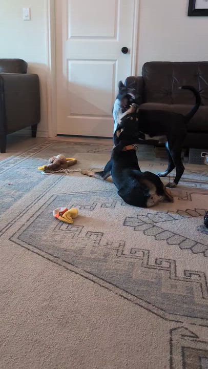 Enlarge Cobalt, a Adopted mixed breed in Marble Falls, TX video 6/6