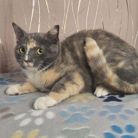 Pastel — thumbnail 5