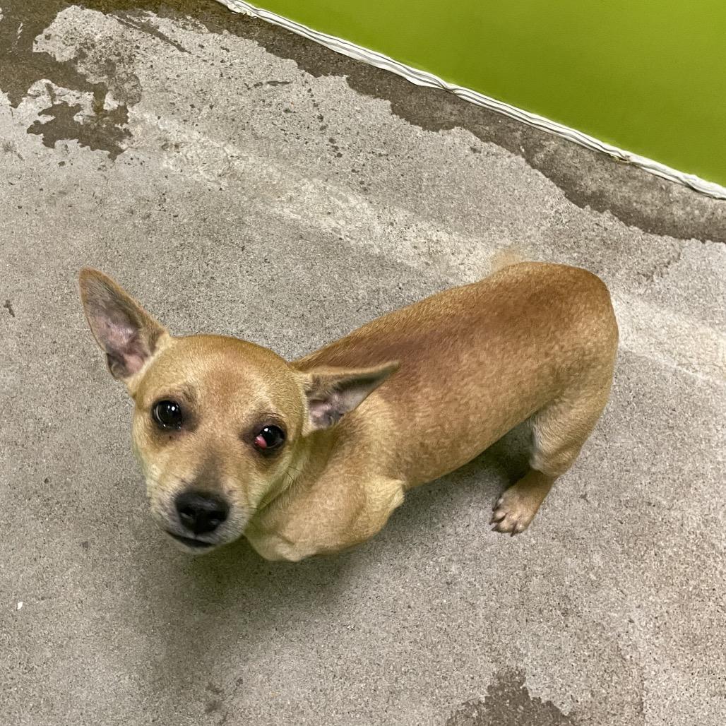 Skipper(blue collar), Adoptable, Young Male Chihuahua & Mixed Breed.