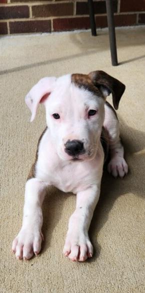 Enlarge LOUIE, a Adoptable Pit Bull Terrier in Louisville, OH image 1/2