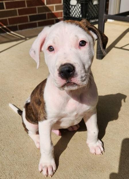 Enlarge LOUIE, a Adoptable Pit Bull Terrier in Louisville, OH image 2/2