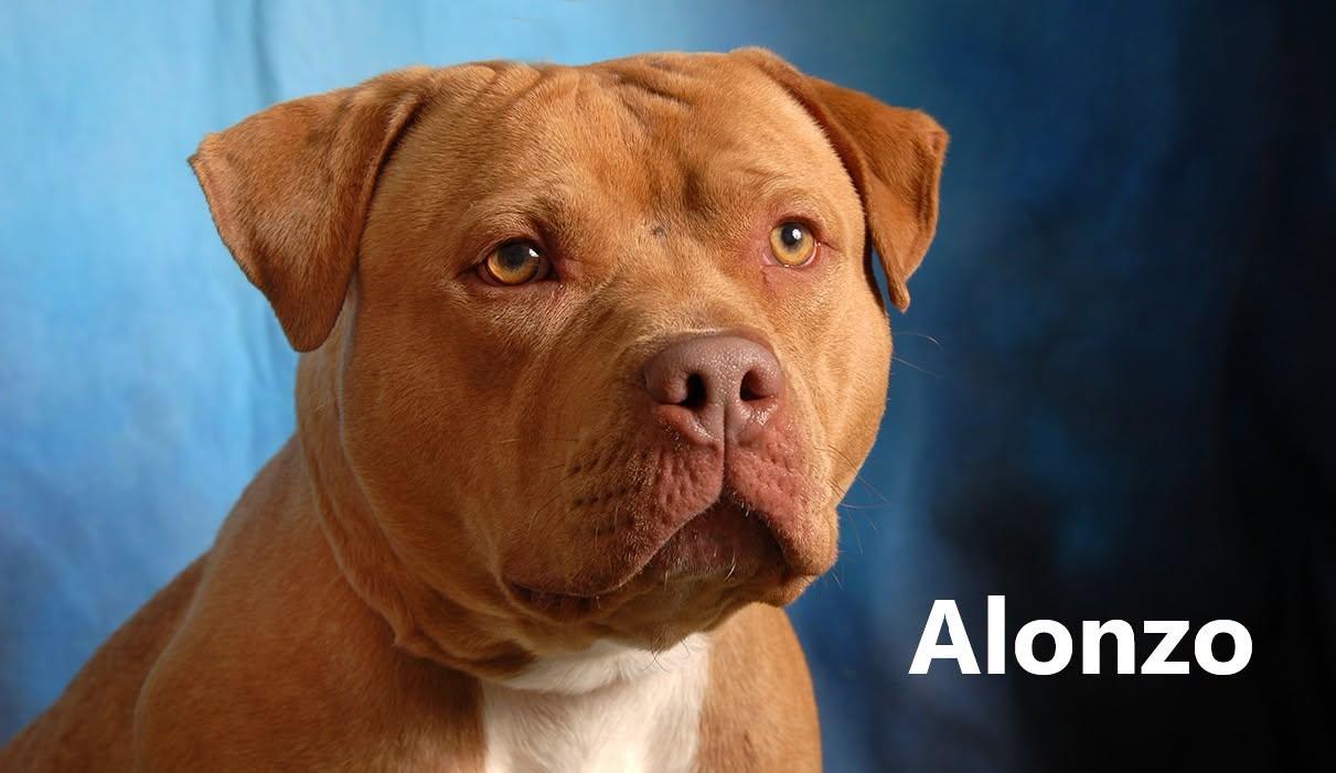 Alonzo, ADOPTABLE, Adult Male Pit Bull Terrier.