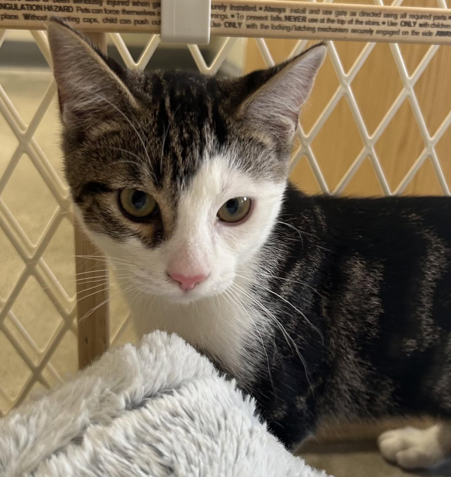 Juno, Adopted, Kitten Male Domestic Short Hair.