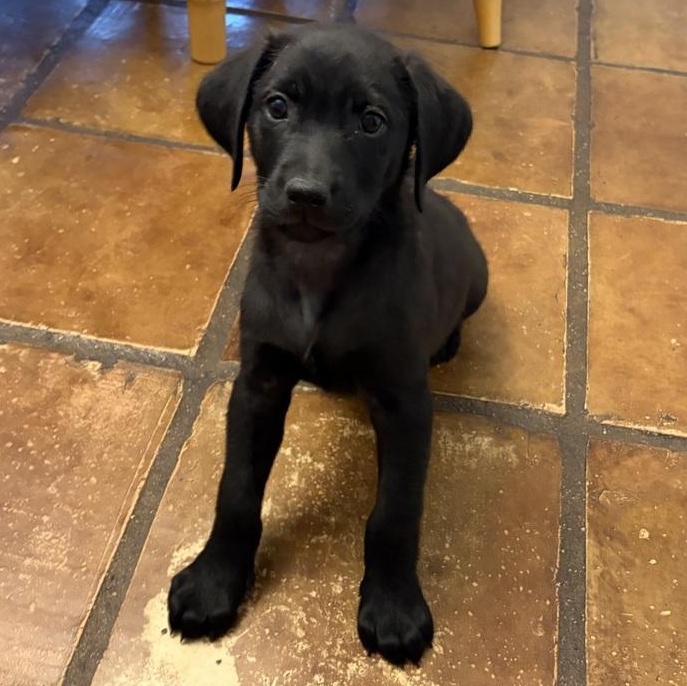 Enlarge Harper, an adopted mixed breed in Toledo, OH image 5/6