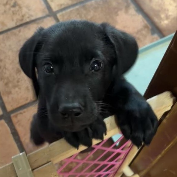 Enlarge Harper, an adopted mixed breed in Toledo, OH image 6/6