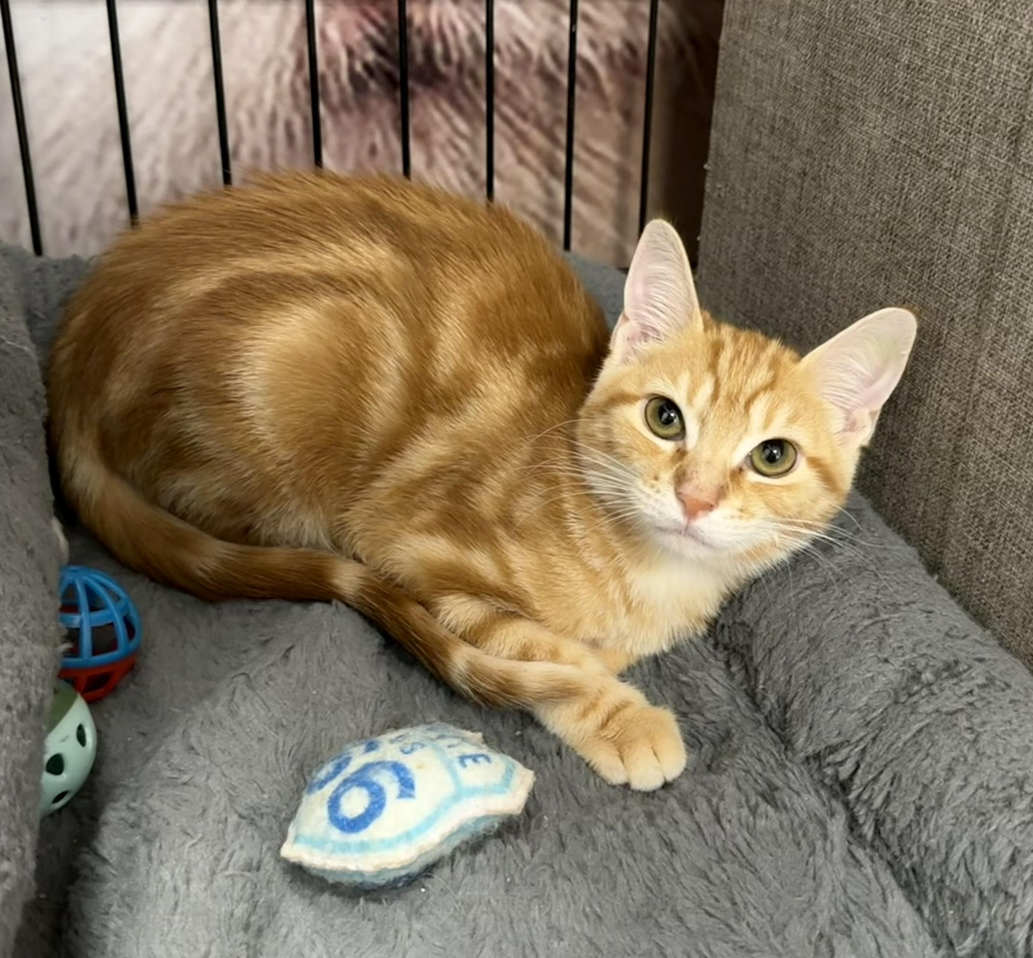 Bashful- Riley Fuzzell, adopted, Kitten Female Domestic Short Hair.