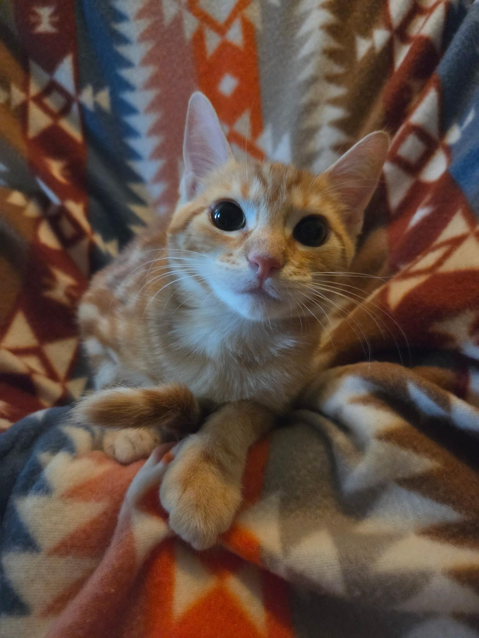 Bashful- Riley Fuzzell, an adopted mixed breed in Spring, TX image 2/3