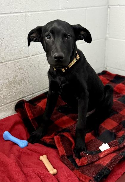 Enlarge Sam, an adopted mixed breed in Bishop, GA image 1/1