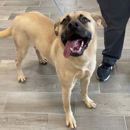Rocky, ADOPTABLE, Adult Male Black Mouth Cur & Mastiff.