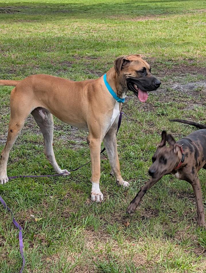 Enlarge Scooby, a ADOPTABLE Great Dane in Lakeland, FL image 2/6
