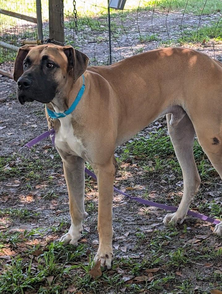 Enlarge Scooby, a ADOPTABLE Great Dane in Lakeland, FL image 6/6