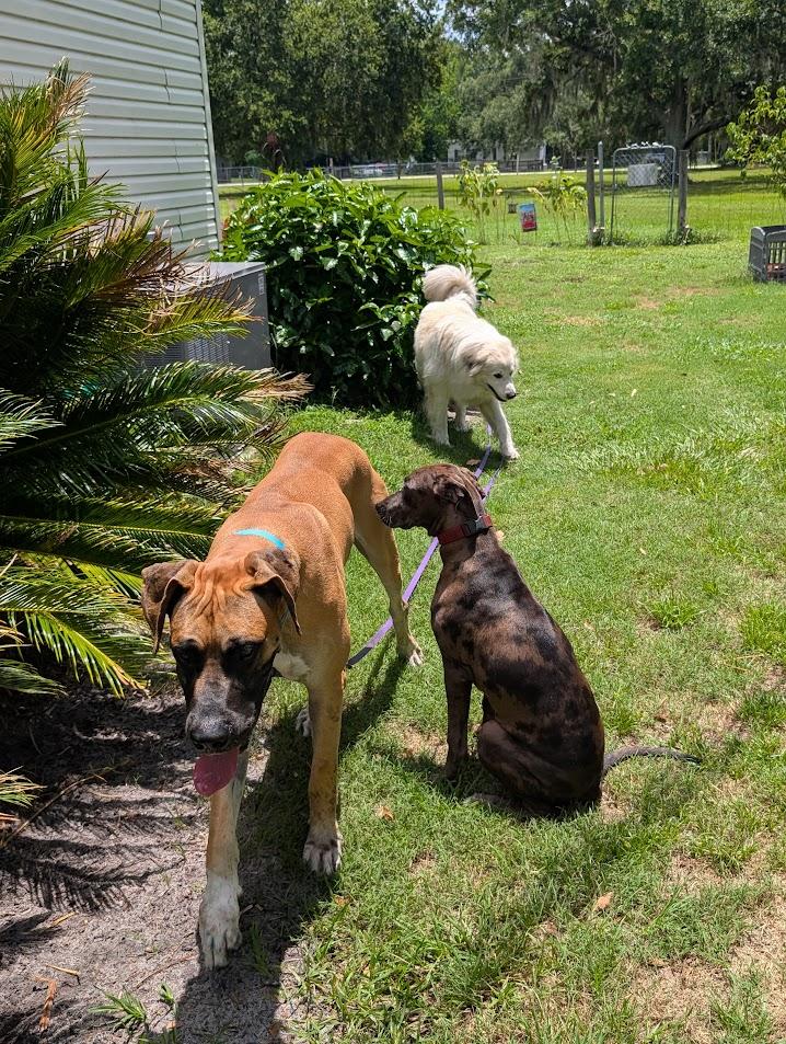 Enlarge Scooby, a ADOPTABLE Great Dane in Lakeland, FL image 5/6