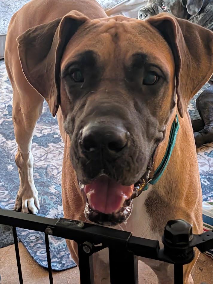 Enlarge Scooby, a ADOPTABLE Great Dane in Lakeland, FL image 1/6