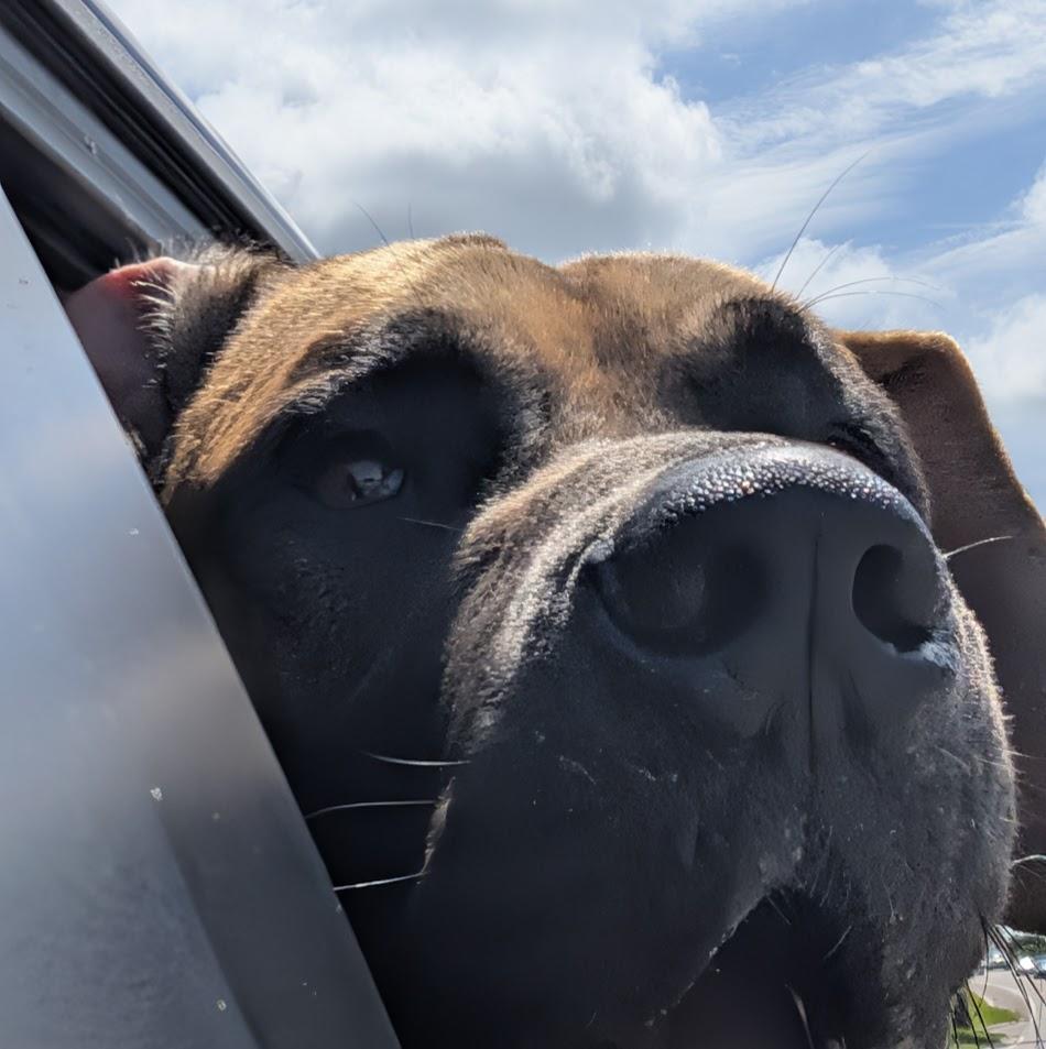 Enlarge Scooby, a ADOPTABLE Great Dane in Lakeland, FL image 4/6