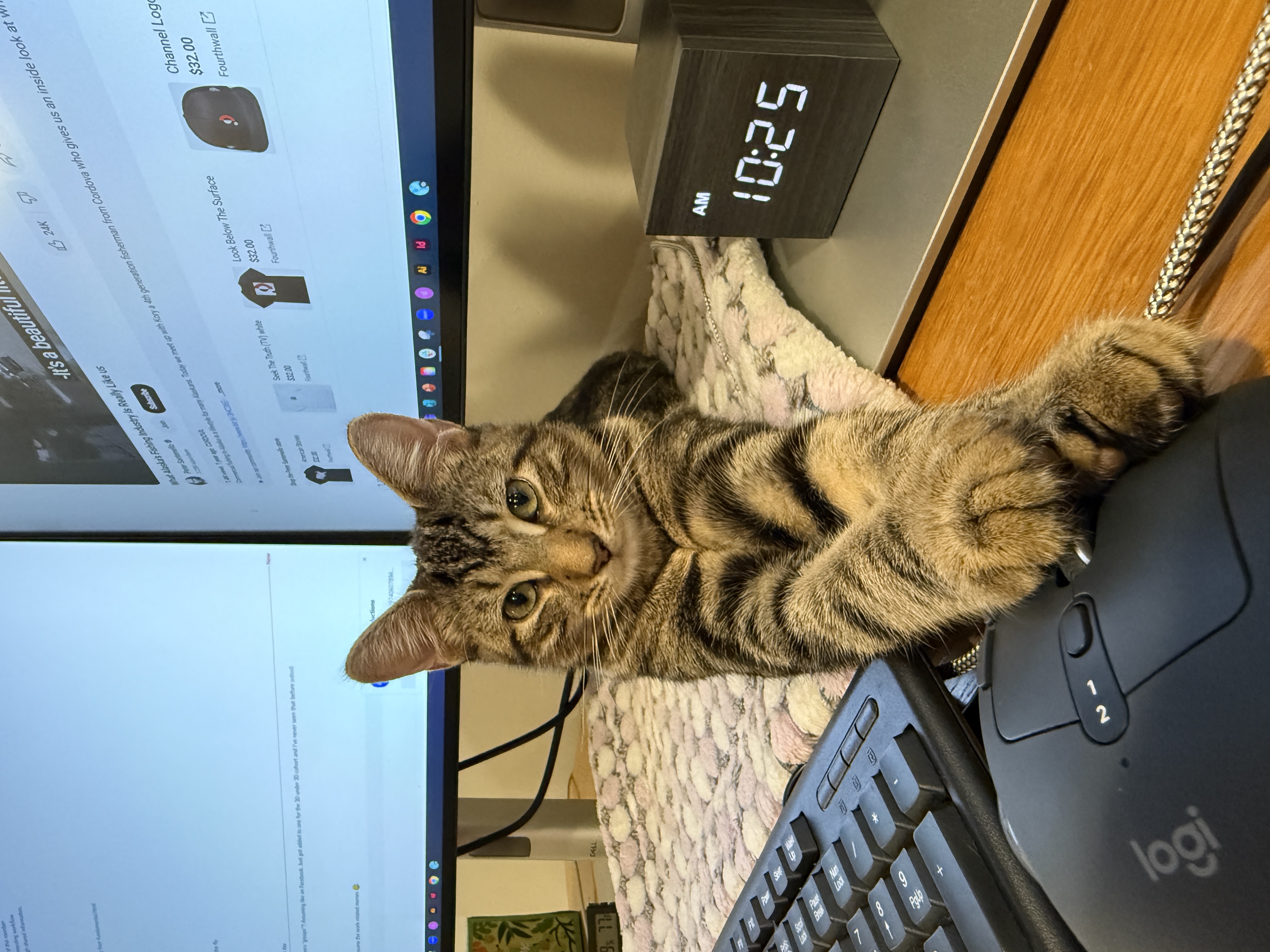 Cat for adoption Pippi, a Domestic Short Hair in New York, NY Petfinder