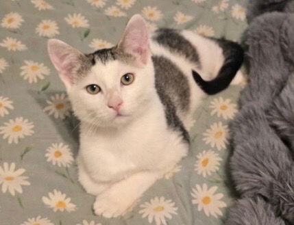 Smalls, Adopted, Young Male Domestic Short Hair.