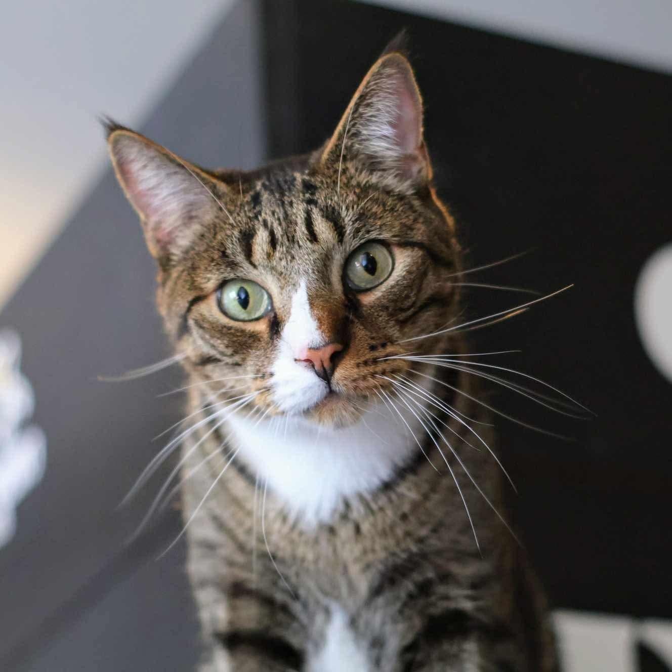 NOAH, a Adoptable Domestic Short Hair image 1/3