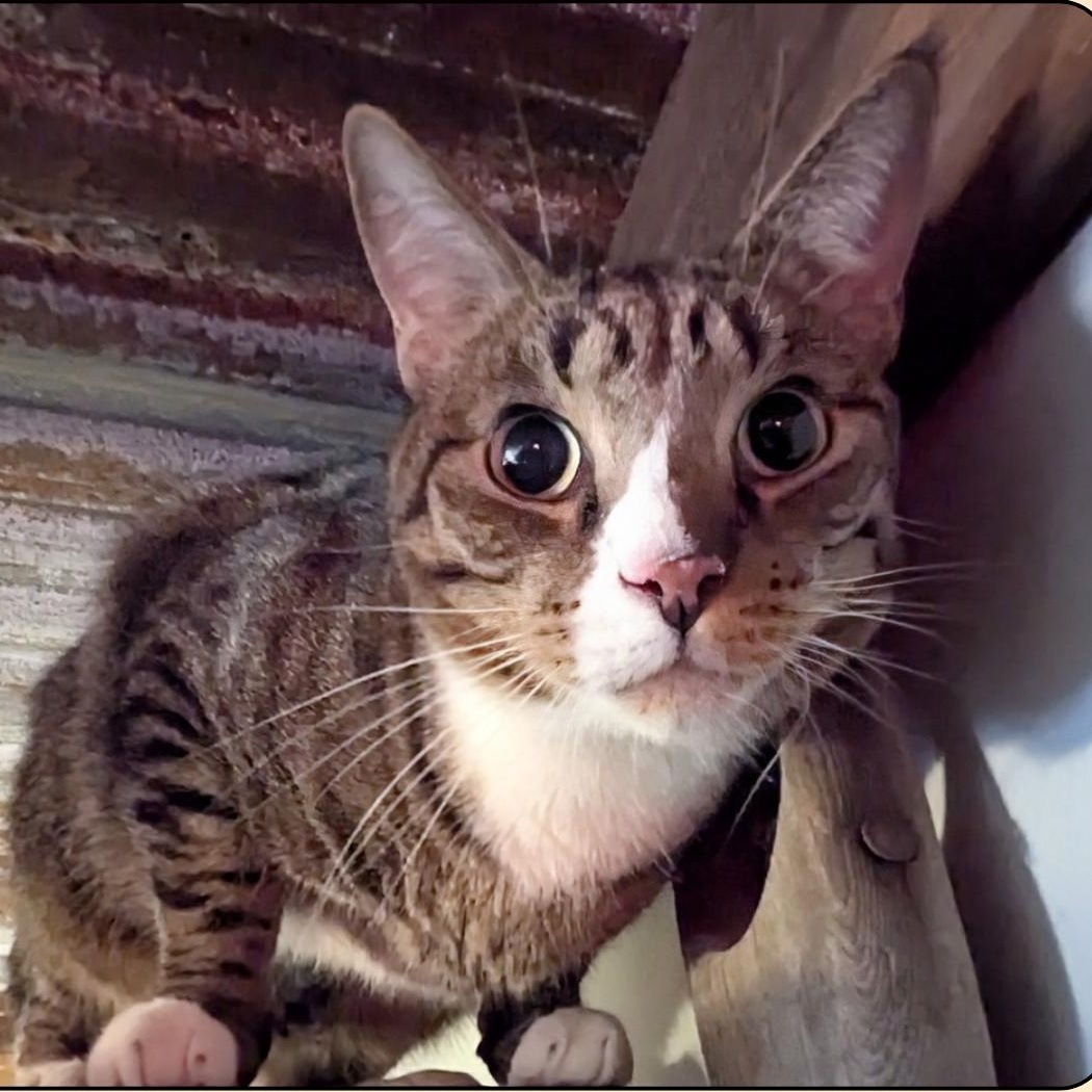 NOAH, a Adoptable Domestic Short Hair image 2/3