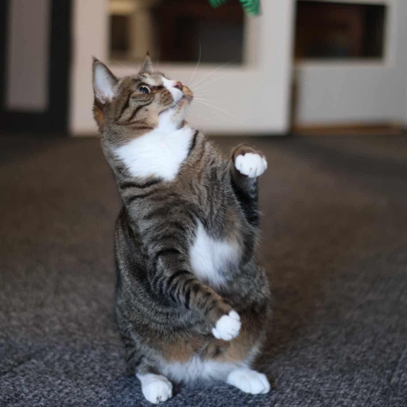 NOAH, Adoptable, Adult Male Domestic Short Hair.