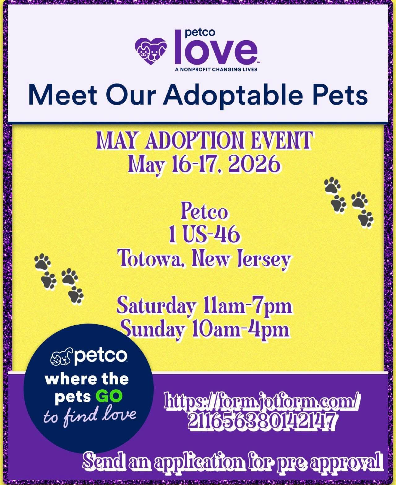 Mortadella , a Adoptable mixed breed in Totowa, NJ image 3/3
