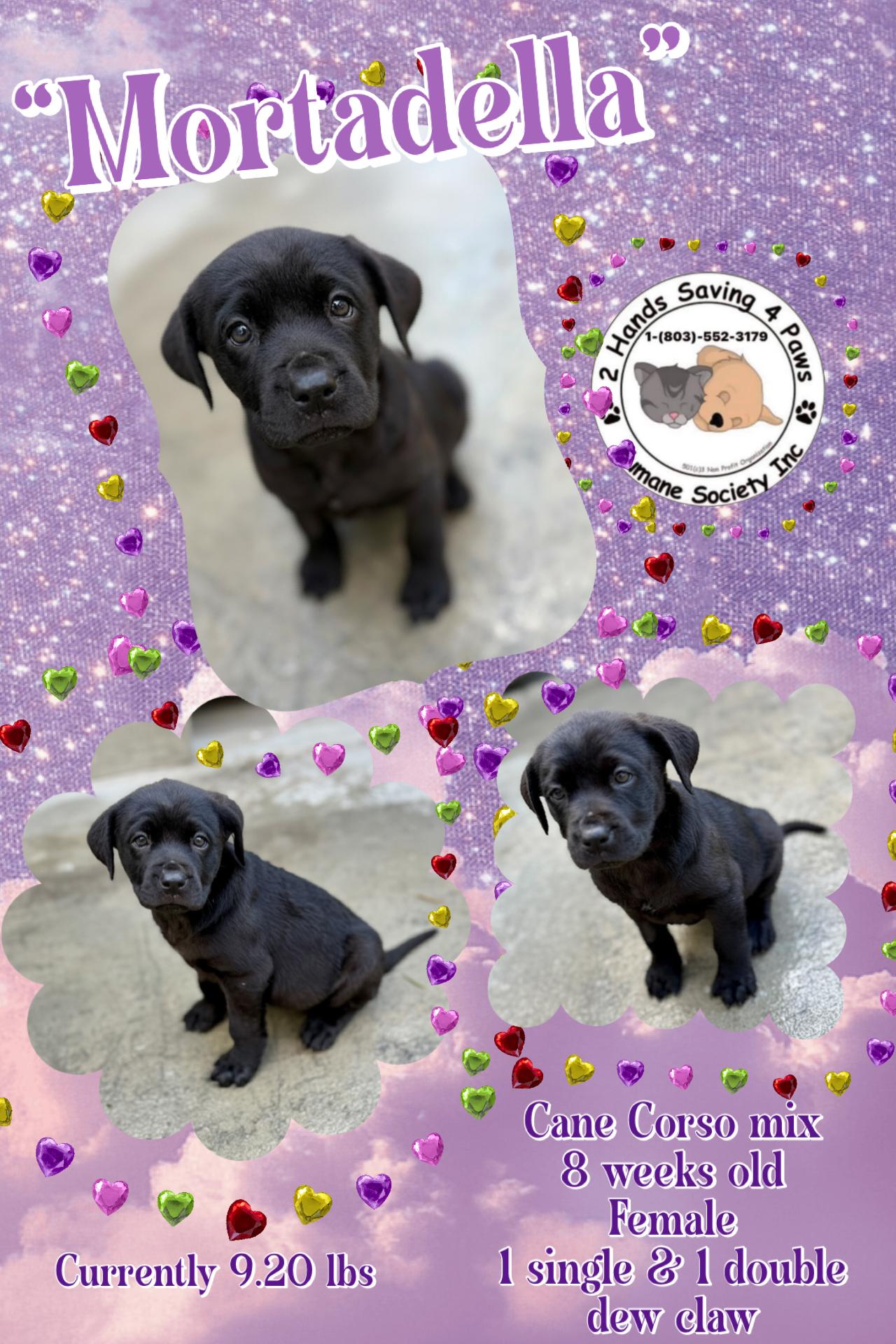 Mortadella , a Adoptable mixed breed in Totowa, NJ image 1/3