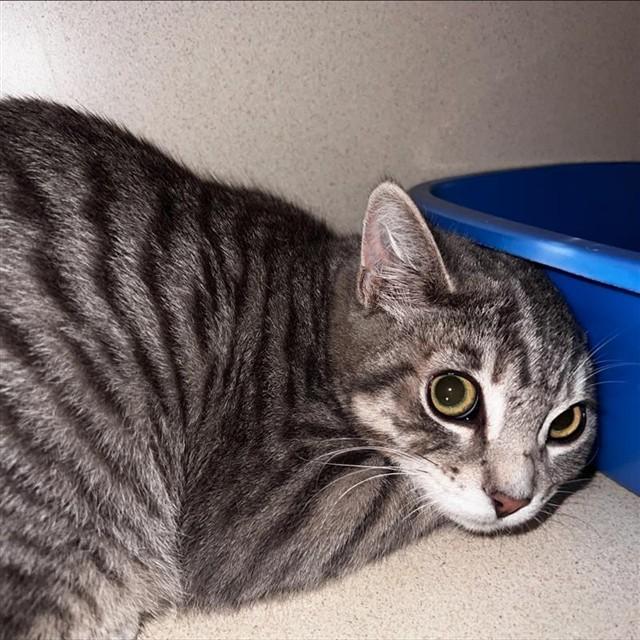 DANTE, Adoptable, Young Male Domestic Short Hair.