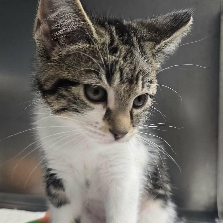 Walleye, Adopted, Kitten Female Domestic Short Hair.