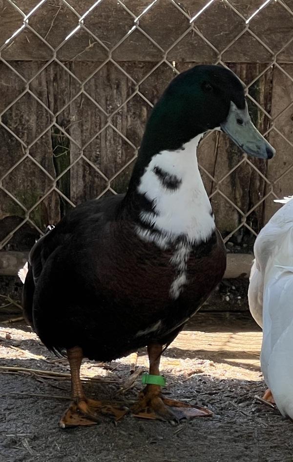 Earl Grey, Adoptable, Adult Male Duck.